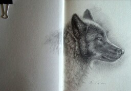 Black wolf